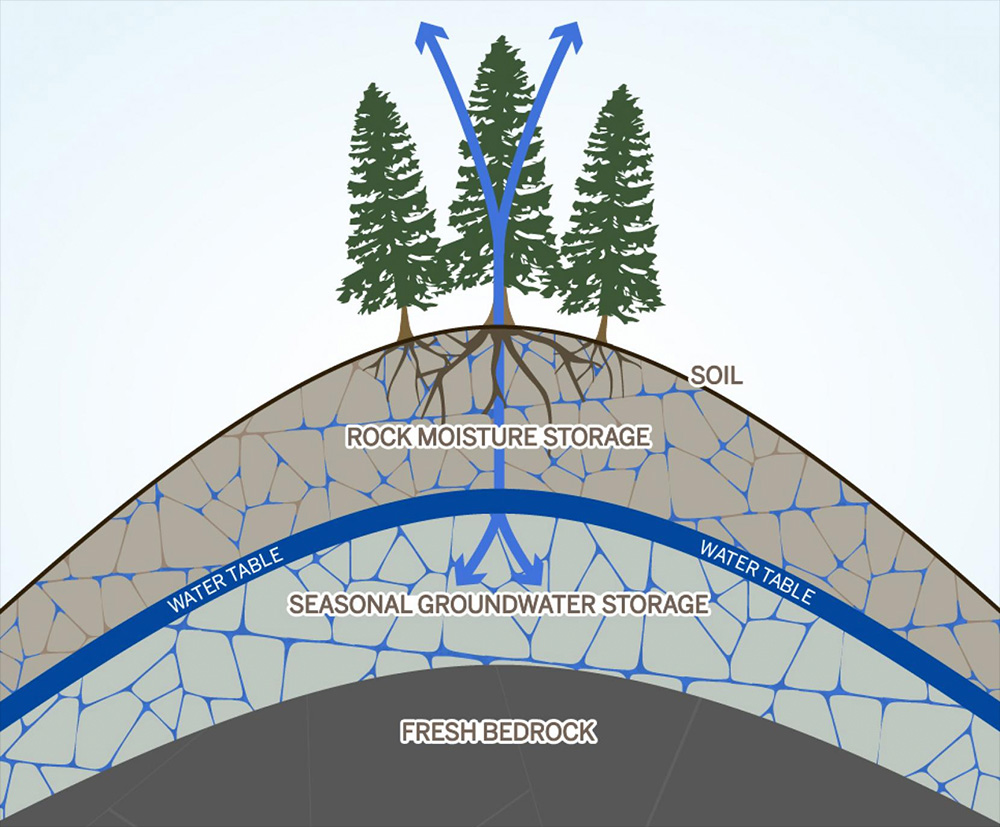 Hidden ‘rock moisture’ may be key to tree survival during drought Research UC Berkeley